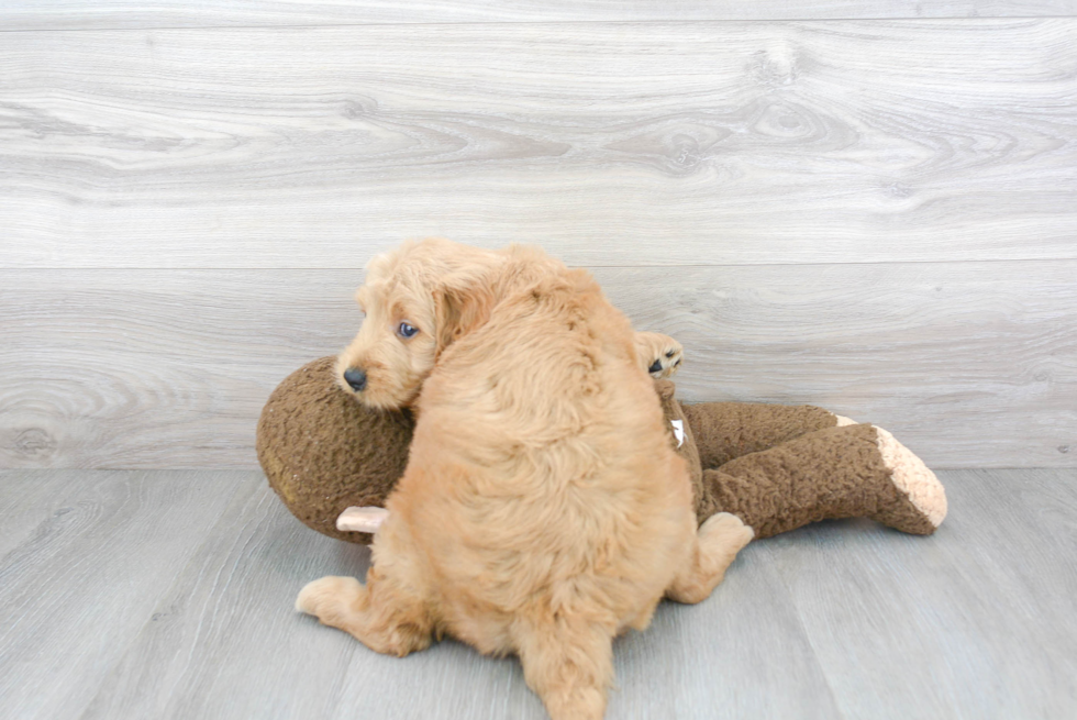 Sweet Mini Goldendoodle Baby