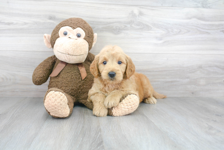 Mini Goldendoodle Puppy for Adoption