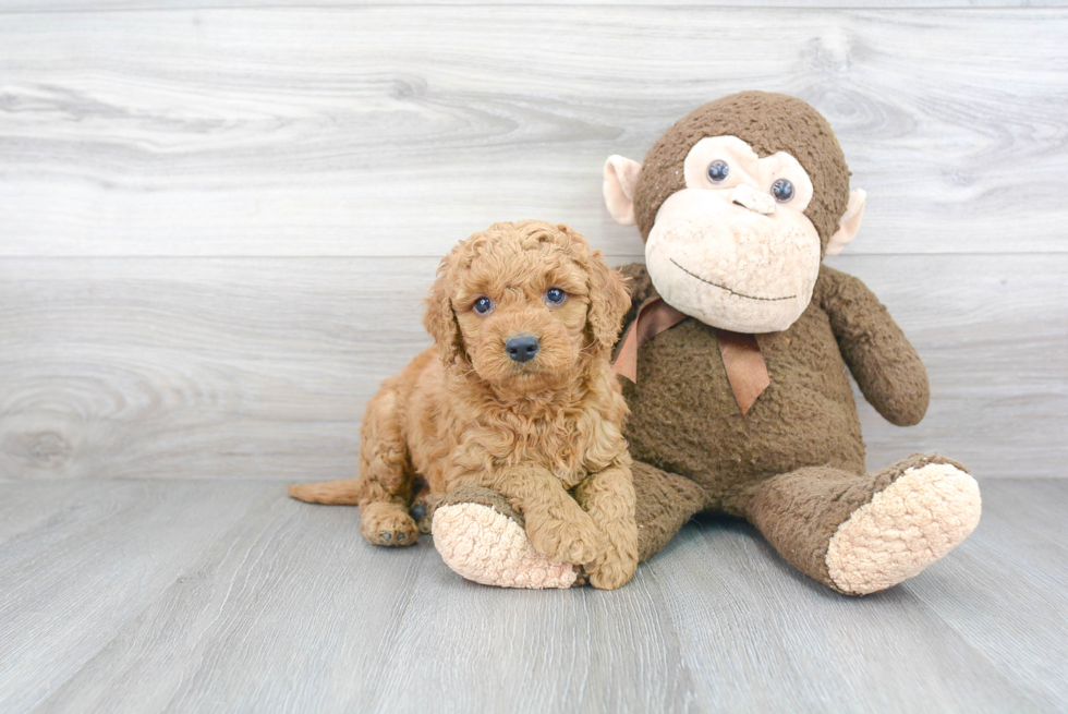 Small Mini Goldendoodle Baby