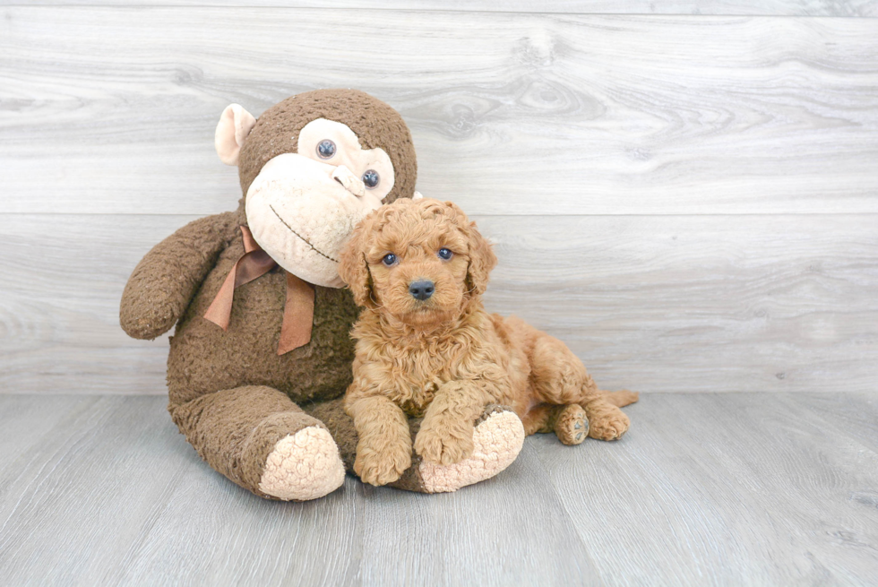 Mini Goldendoodle Puppy for Adoption