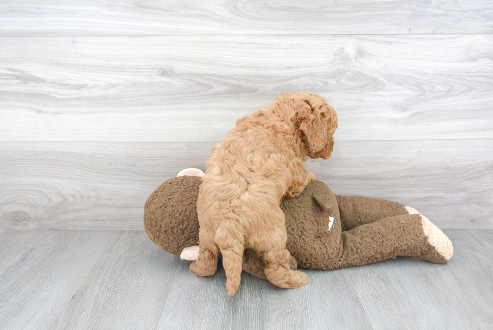 Best Mini Goldendoodle Baby