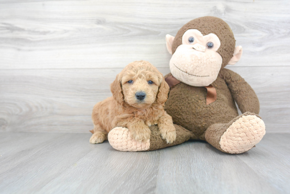 Best Mini Goldendoodle Baby