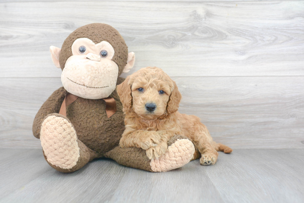 Best Mini Goldendoodle Baby