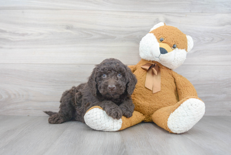 Funny Mini Goldendoodle Poodle Mix Pup