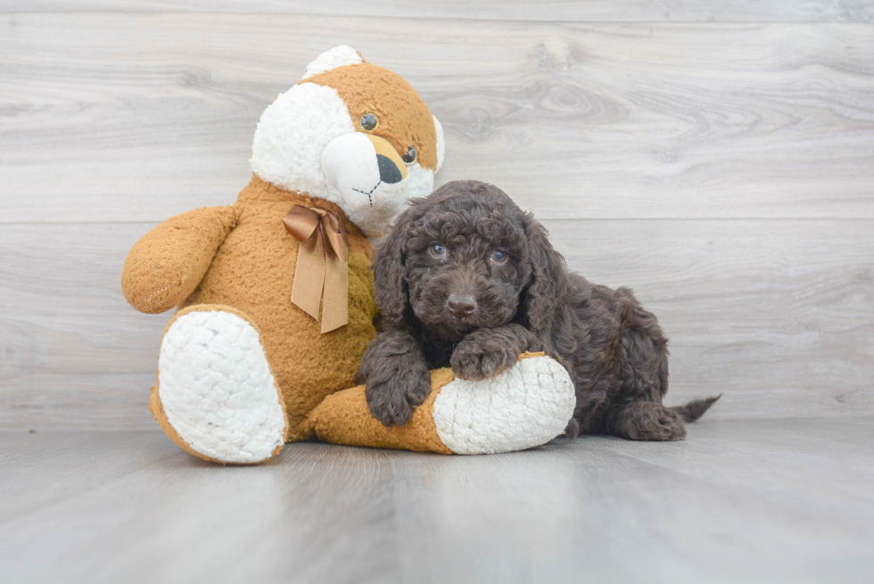 Friendly Mini Goldendoodle Baby