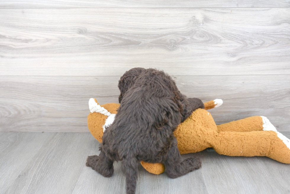 Friendly Mini Goldendoodle Baby