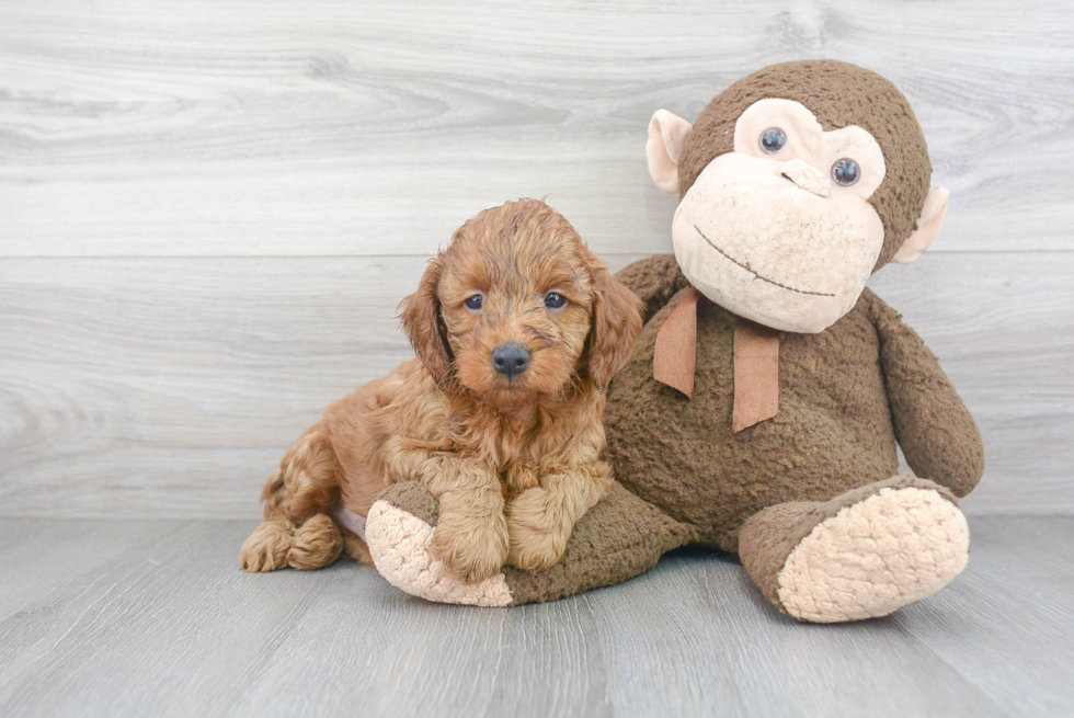 Best Mini Goldendoodle Baby