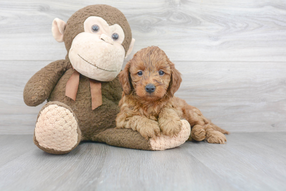 Best Mini Goldendoodle Baby