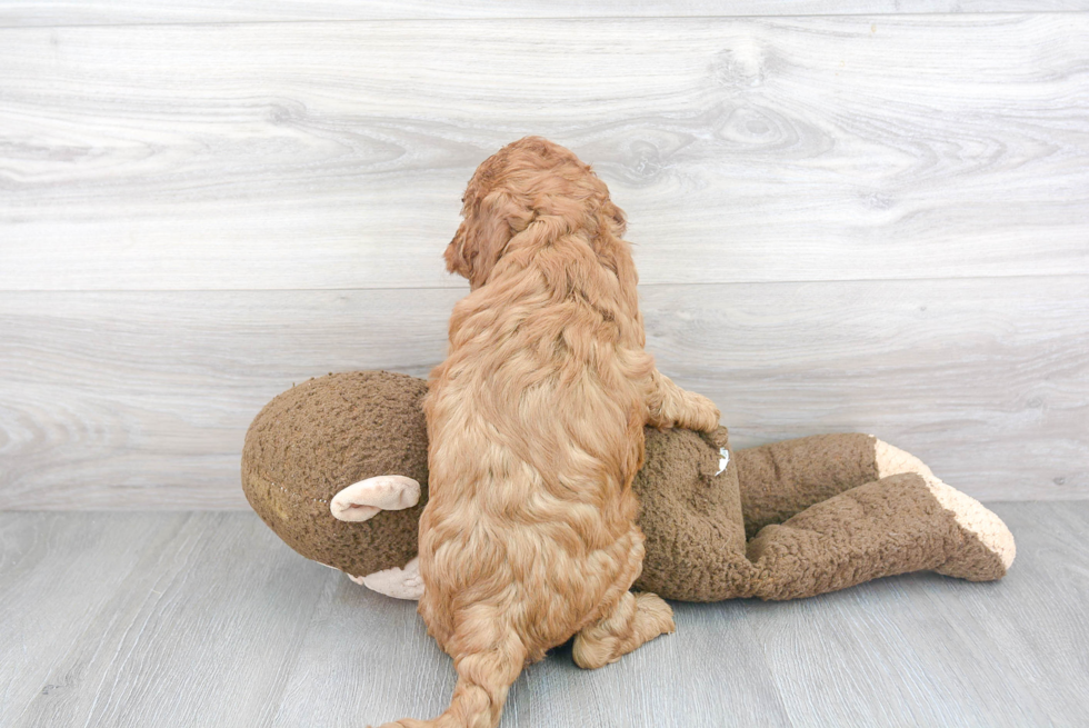 Funny Mini Goldendoodle Poodle Mix Pup