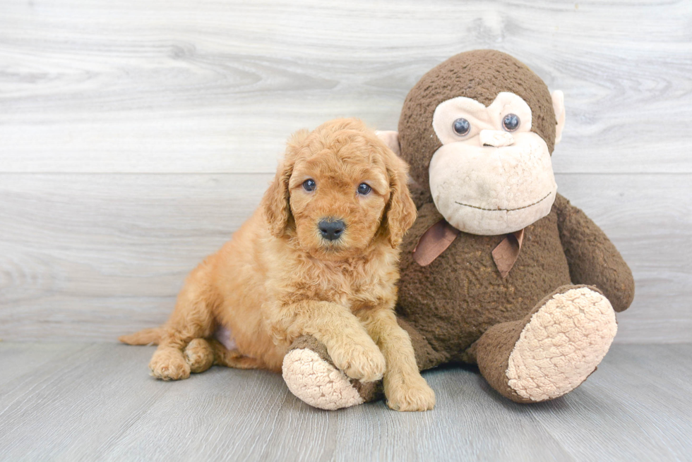 Mini Goldendoodle Puppy for Adoption