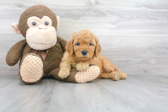 Mini Goldendoodle Pup Being Cute