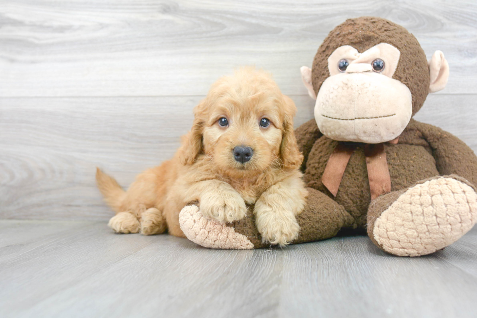 Sweet Mini Goldendoodle Baby