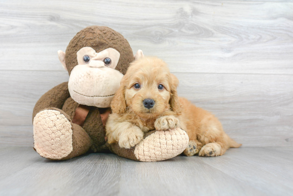 Funny Mini Goldendoodle Poodle Mix Pup