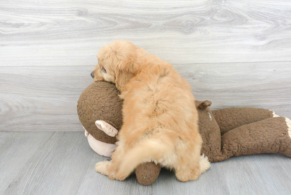 Best Mini Goldendoodle Baby