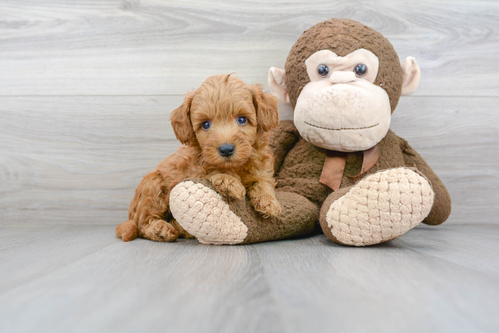 Fluffy Mini Goldendoodle Poodle Mix Pup