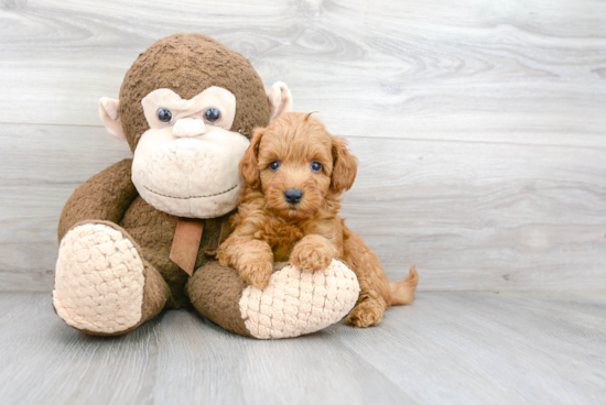 Friendly Mini Goldendoodle Baby