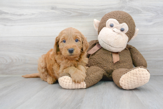 Playful Golden Retriever Poodle Mix Puppy