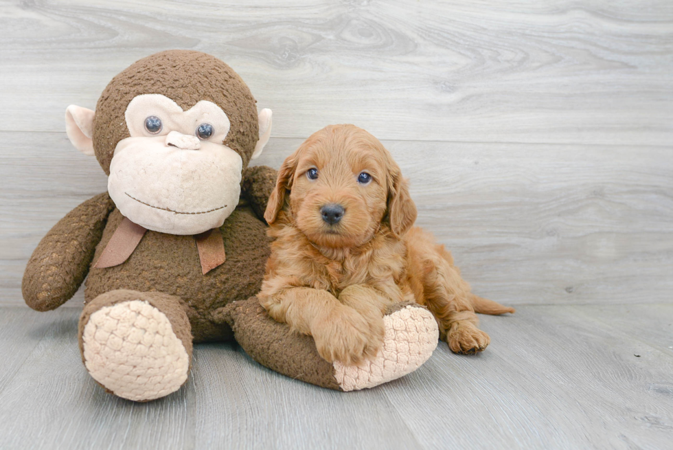 Small Mini Goldendoodle Baby