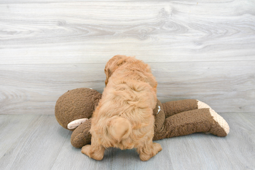 Smart Mini Goldendoodle Poodle Mix Pup