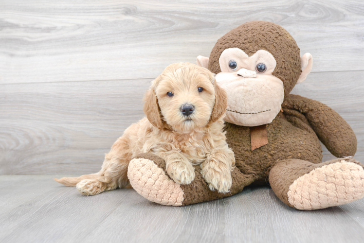 Best Mini Goldendoodle Baby