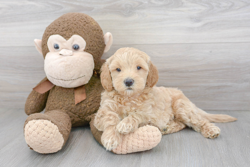 Energetic Golden Retriever Poodle Mix Puppy