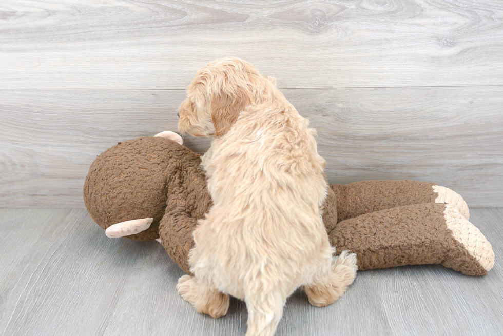 Best Mini Goldendoodle Baby