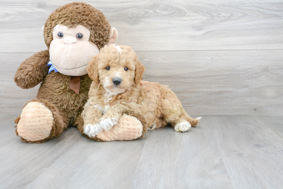 Happy Mini Goldendoodle Baby