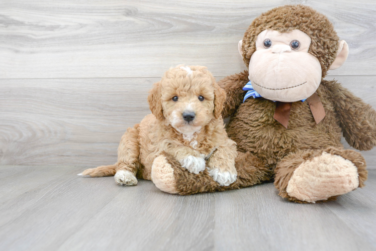 Mini Goldendoodle Pup Being Cute