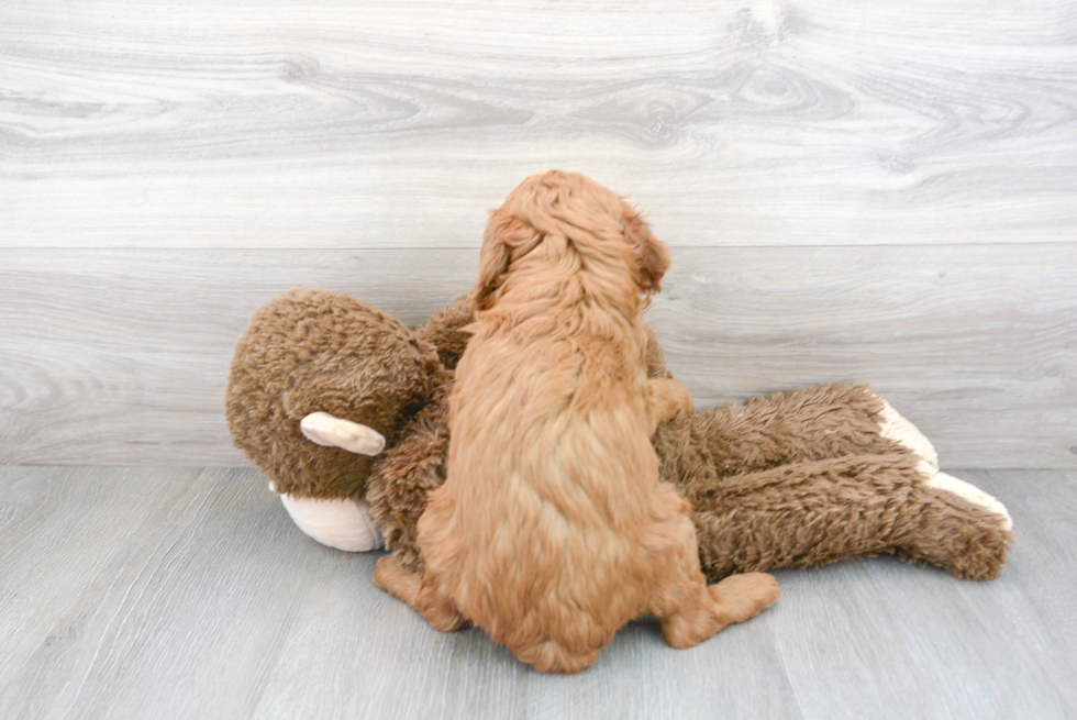 Mini Goldendoodle Pup Being Cute