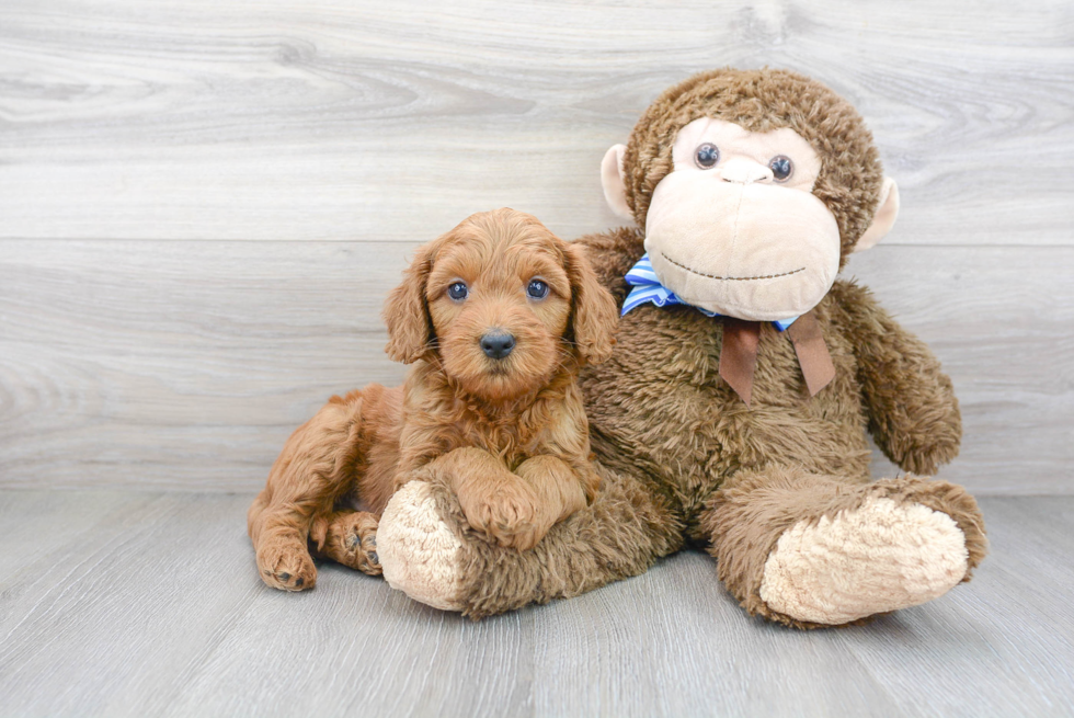 Mini Goldendoodle Pup Being Cute