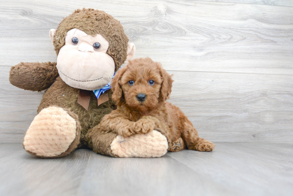 Adorable Golden Retriever Poodle Mix Puppy