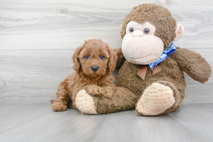 Funny Mini Goldendoodle Poodle Mix Pup