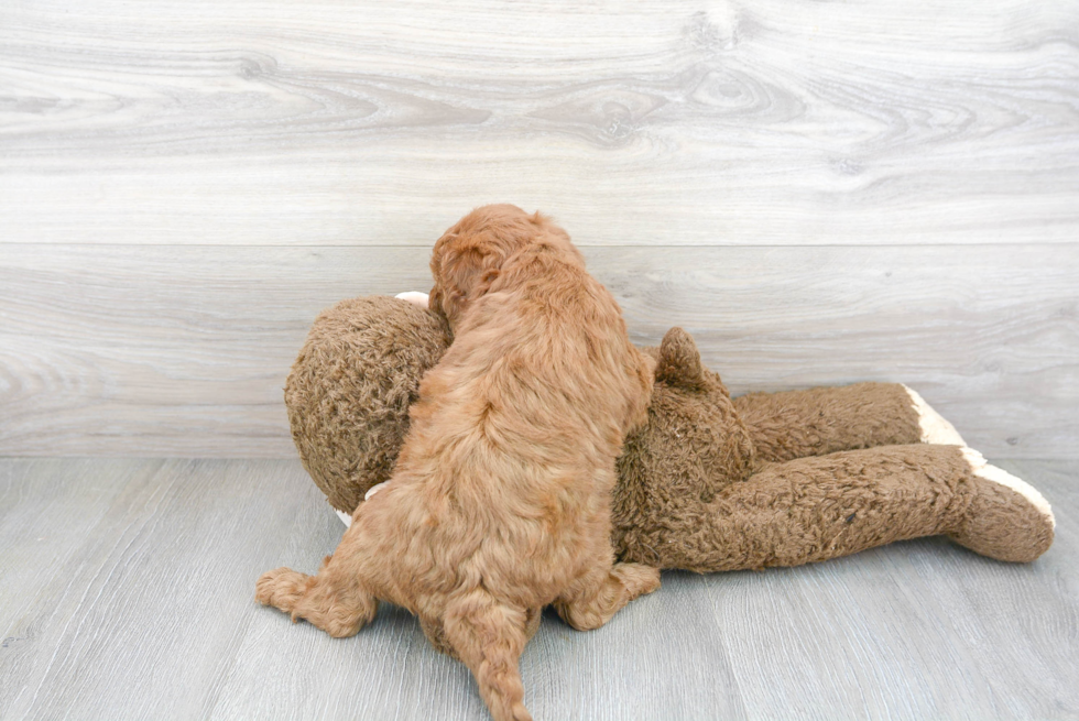 Best Mini Goldendoodle Baby