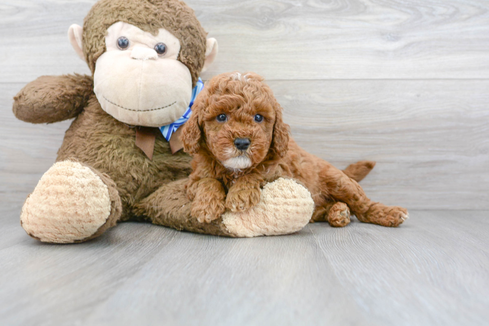 Mini Goldendoodle Pup Being Cute