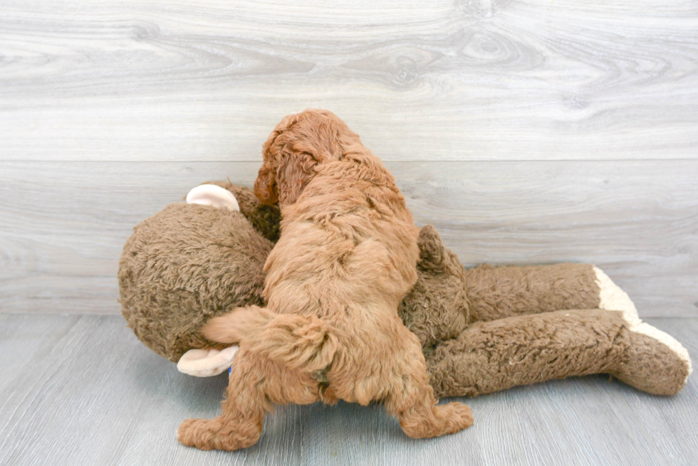 Mini Goldendoodle Puppy for Adoption