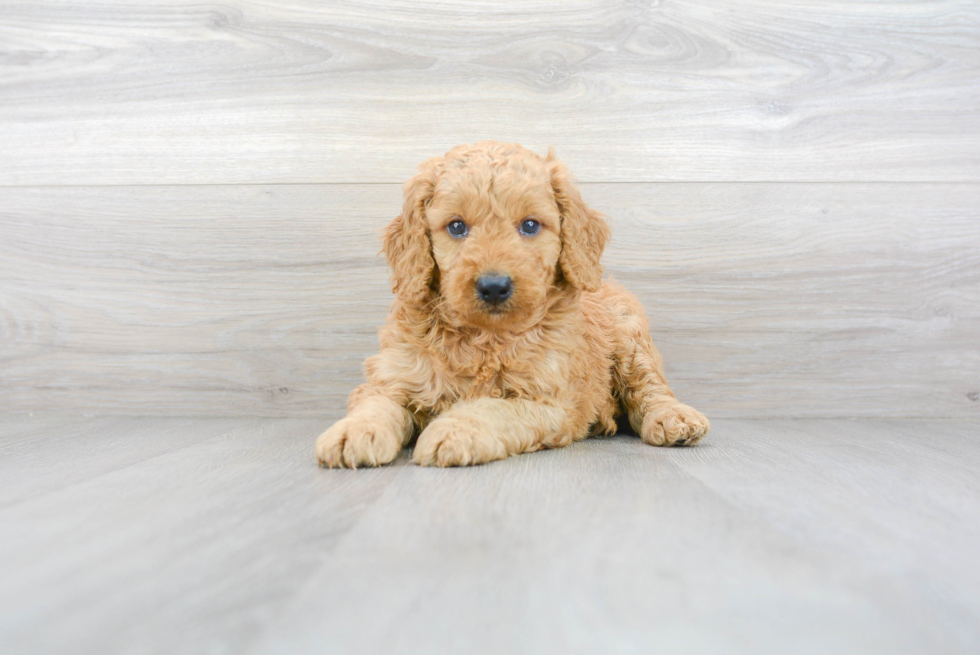 Cute Mini Goldendoodle Baby