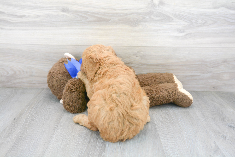 Cute Golden Retriever Poodle Mix Puppy