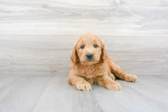 Energetic Golden Retriever Poodle Mix Puppy