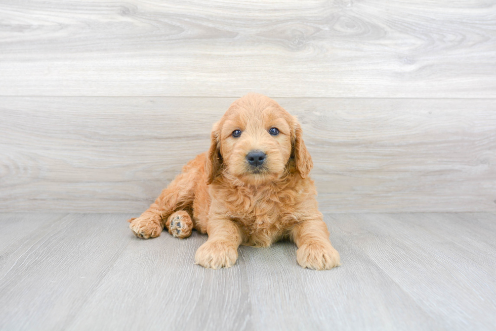 Best Mini Goldendoodle Baby