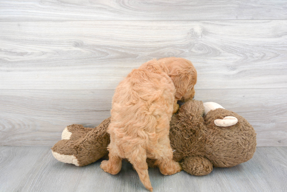 Adorable Golden Retriever Poodle Mix Puppy