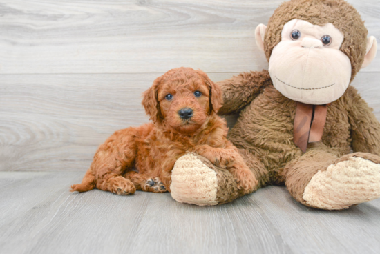 Adorable Golden Retriever Poodle Mix Puppy