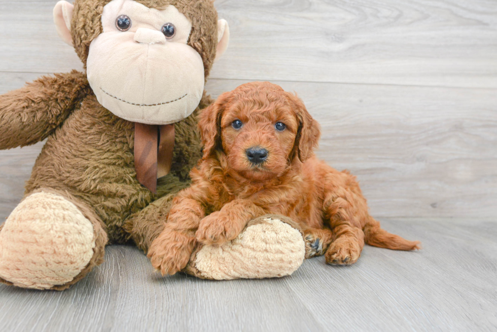 Mini Goldendoodle Pup Being Cute