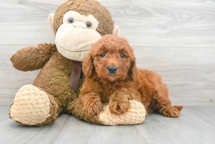 Mini Goldendoodle Puppy for Adoption