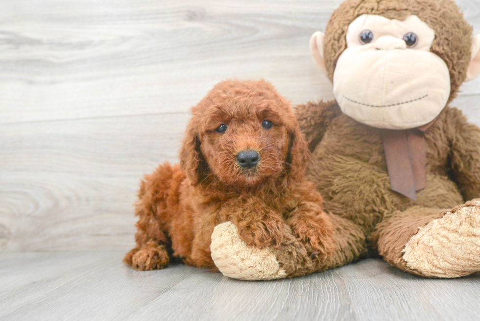 Hypoallergenic Golden Retriever Poodle Mix Puppy