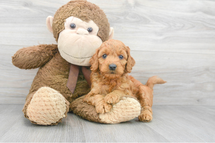 Mini Goldendoodle Pup Being Cute