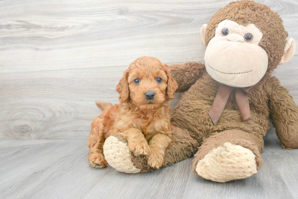 Mini Goldendoodle Pup Being Cute