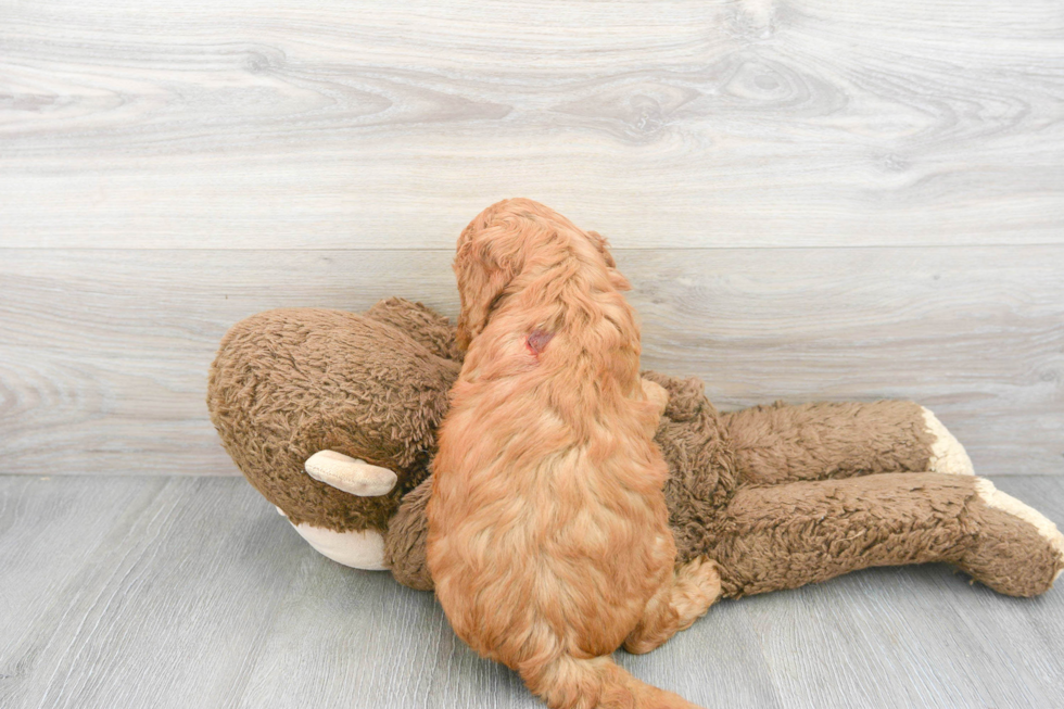 Adorable Golden Retriever Poodle Mix Puppy