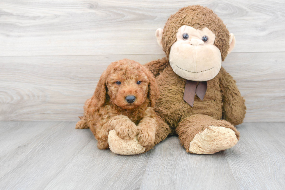 Best Mini Goldendoodle Baby