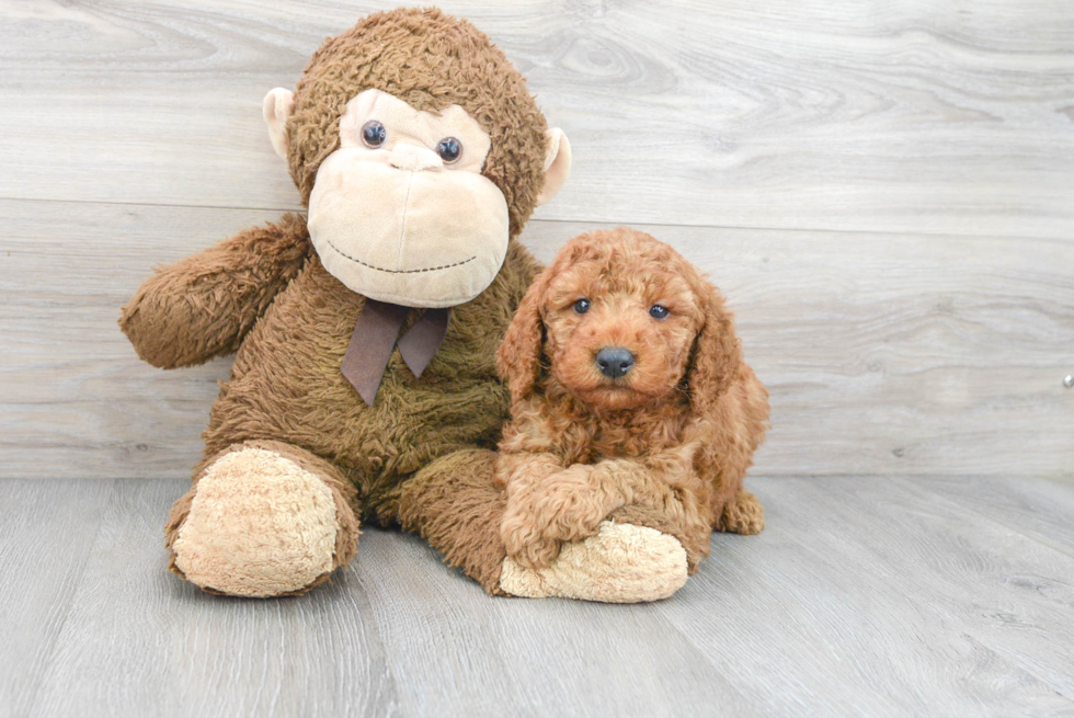 Mini Goldendoodle Pup Being Cute