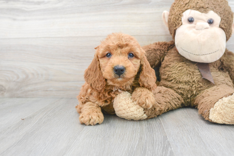 Best Mini Goldendoodle Baby